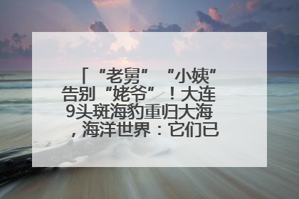 “老舅”“小姨”告别“姥爷”！大连9头斑海豹重归大海，海洋世界：它们已具备野外生存能力