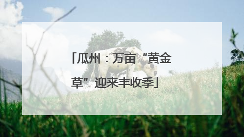 瓜州：万亩“黄金草”迎来丰收季