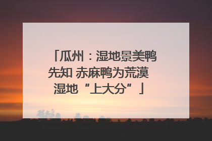 瓜州：湿地景美鸭先知 赤麻鸭为荒漠湿地“上大分”
