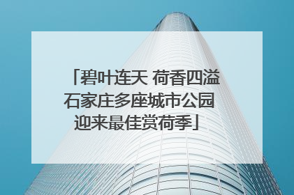 碧叶连天 荷香四溢 石家庄多座城市公园迎来最佳赏荷季