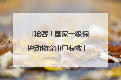 稀客！国家一级保护动物穿山甲获救