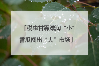 税惠甘霖滋润“小”香瓜闯出“大”市场