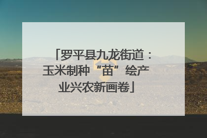 罗平县九龙街道：玉米制种“苗”绘产业兴农新画卷