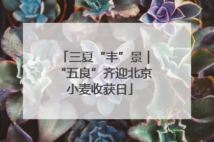 三夏“丰”景｜“五良”齐迎北京小麦收获日