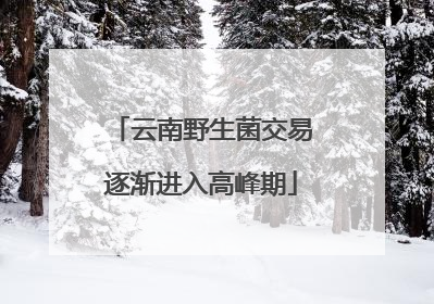 云南野生菌交易逐渐进入高峰期