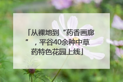 从裸地到“药香画廊”，平谷40余种中草药特色花园上线