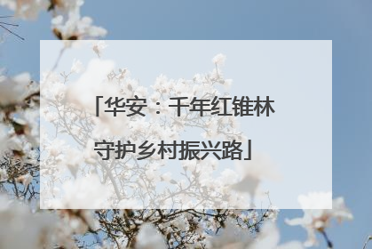 华安：千年红锥林守护乡村振兴路