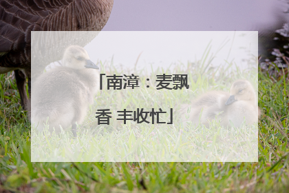 南漳：麦飘香 丰收忙