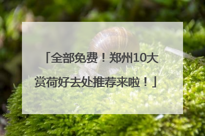 全部免费！郑州10大赏荷好去处推荐来啦！