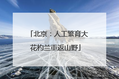 北京：人工繁育大花杓兰重返山野