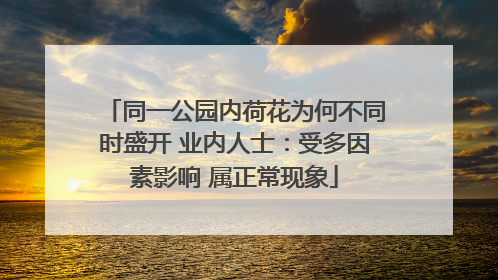 同一公园内荷花为何不同时盛开 业内人士：受多因素影响 属正常现象