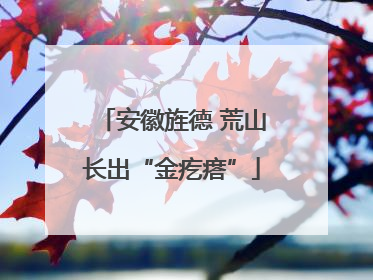 安徽旌德 荒山长出“金疙瘩”