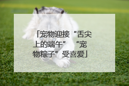 宠物迎接“舌尖上的端午” “宠物粽子”受喜爱