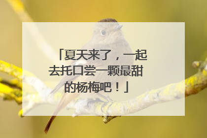 夏天来了，一起去托口尝一颗最甜的杨梅吧！