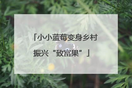 小小蓝莓变身乡村振兴“致富果”