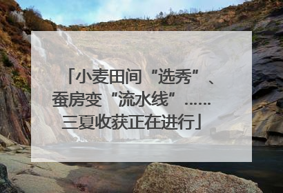 小麦田间“选秀”、蚕房变“流水线”……三夏收获正在进行