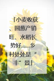 小麦收获、圆葱产销旺、水稻长势好……乡村处处是“丰”景
