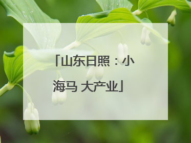 山东日照：小海马 大产业