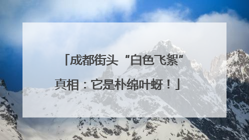 成都街头“白色飞絮”真相：它是朴绵叶蚜！