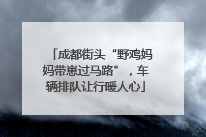 成都街头“野鸡妈妈带崽过马路”，车辆排队让行暖人心