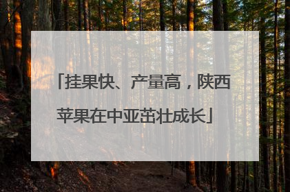 挂果快、产量高，陕西苹果在中亚茁壮成长