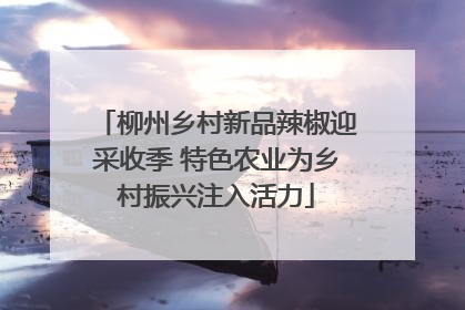 柳州乡村新品辣椒迎采收季 特色农业为乡村振兴注入活力