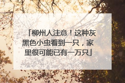 柳州人注意！这种灰黑色小虫看到一只，家里很可能已有一万只