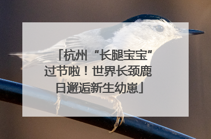 杭州“长腿宝宝”过节啦！世界长颈鹿日邂逅新生幼崽