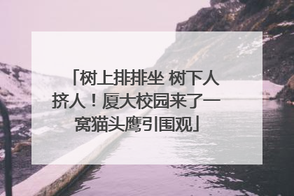 树上排排坐 树下人挤人！厦大校园来了一窝猫头鹰引围观
