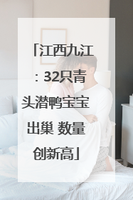 江西九江：32只青头潜鸭宝宝出巢 数量创新高