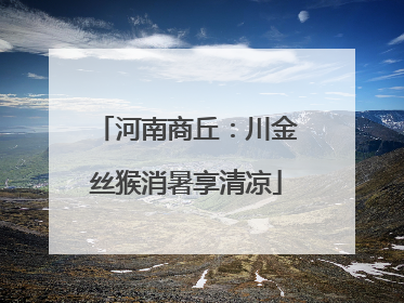 河南商丘：川金丝猴消暑享清凉
