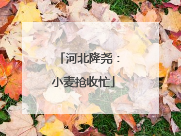 河北隆尧：小麦抢收忙