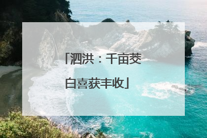 泗洪：千亩茭白喜获丰收