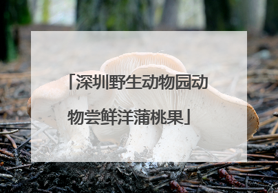 深圳野生动物园动物尝鲜洋蒲桃果