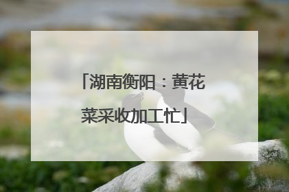 湖南衡阳：黄花菜采收加工忙