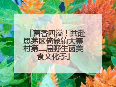 菌香四溢！共赴思茅区倚象镇大寨村第二届野生菌美食文化季