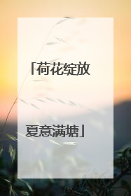 荷花绽放 夏意满塘