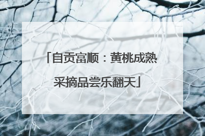 自贡富顺：黄桃成熟 采摘品尝乐翻天
