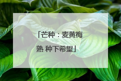 芒种：麦黄梅熟 种下希望