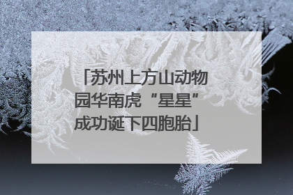 苏州上方山动物园华南虎“星星”成功诞下四胞胎