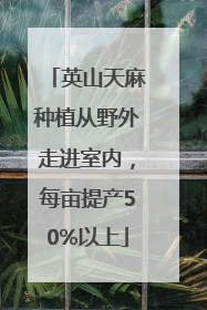 英山天麻种植从野外走进室内，每亩提产50%以上