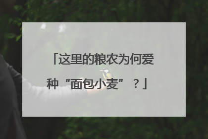 这里的粮农为何爱种“面包小麦”？