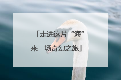 走进这片“海”来一场奇幻之旅