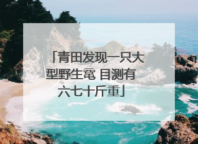 青田发现一只大型野生鼋 目测有六七十斤重
