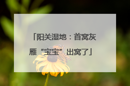 阳关湿地：首窝灰雁“宝宝”出窝了