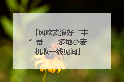 风吹麦浪好“丰”景——多地小麦机收一线见闻