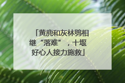 黄麂和灰林鸮相继“落难”，十堰好心人接力施救