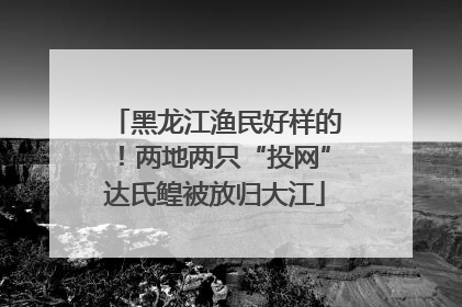 黑龙江渔民好样的！两地两只“投网”达氏鳇被放归大江