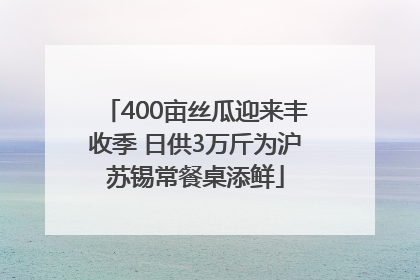 400亩丝瓜迎来丰收季 日供3万斤为沪苏锡常餐桌添鲜